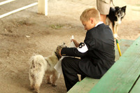 Dog Show