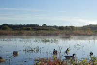 Hunting Teal