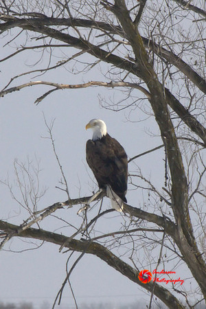 Eagle-1