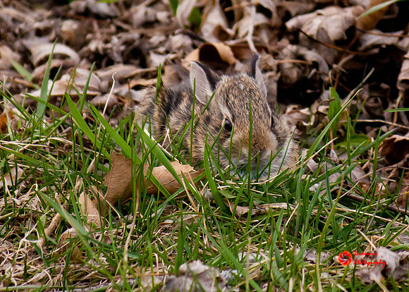 Rabbit-1