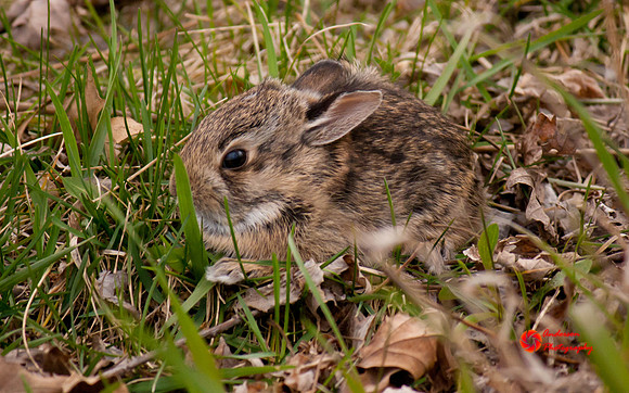Rabbit-2