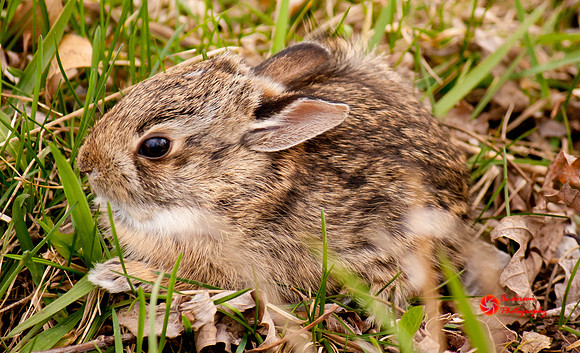 Rabbit-3