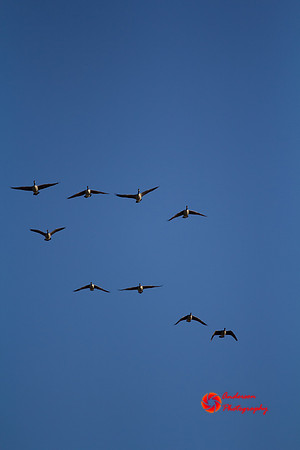 IMG_7980