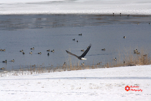 Eagle-2